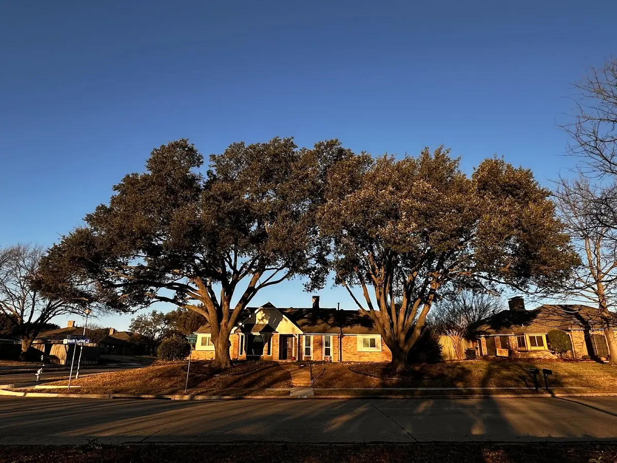 Established residential canopy tree shading a home in Golden Valley